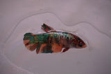 Candy Koi   Plakat Female Betta (ID#801-F619) Free2Day SHIPPING