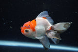 Juvenile Thai Oranda  Tricolor 3.5 Inch (ID#1220To12c-68) Free2Day SHIPPING