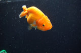 Baby Ranchu  Red White 3 Inch (ID#411R9c-27) Free2Day SHIPPING