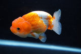 Juvenile Lionchu  Red White 3.5 Inch (ID#1206R11b-24) Free2Day SHIPPING