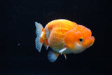 Juvenile Lionchu  Red White 3.5 Inch (ID#1206R11b-24) Free2Day SHIPPING