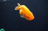 Baby Ranchu  Red White 3 Inch (ID#411R9c-27) Free2Day SHIPPING