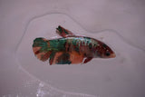 Candy Koi   Plakat Female Betta (ID#801-F619) Free2Day SHIPPING