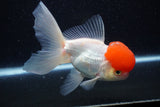 Thai Oranda  Red Cap 5.5 Inch (ID#221To1b-97)