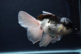 Thai Oranda  Panda 5.5 Inch (ID#1231To6c-102)