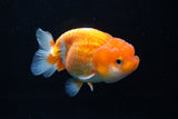 Juvenile Lionchu  Red White 3.5 Inch (ID#1206R11b-24) Free2Day SHIPPING