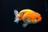 Juvenile Lionchu  Red White 3.5 Inch (ID#1206R11b-24) Free2Day SHIPPING