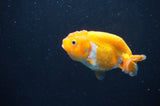 Baby Ranchu  Red White 3 Inch (ID#411R9c-27) Free2Day SHIPPING