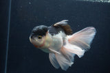 Thai Oranda  Panda 5.5 Inch (ID#1231To6c-102)