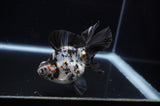 Butterfly  Calico 3.5 Inch (ID#307B8b-36) Free2Day SHIPPING