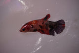 Nemo Koi Galaxy  Plakat Female Betta (ID#801-F620) Free2Day SHIPPING