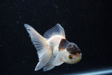 Juvenile Thai Oranda  Panda 3.5 Inch (ID#1220To12c-69) Free2Day SHIPPING