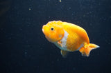 Baby Ranchu  Red White 3 Inch (ID#411R9c-27) Free2Day SHIPPING