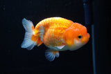 Juvenile Lionchu  Red White 3.5 Inch (ID#1206R11b-24) Free2Day SHIPPING