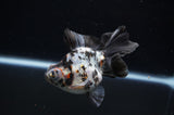 Butterfly  Calico 3.5 Inch (ID#307B8b-36) Free2Day SHIPPING