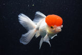 Thai Oranda  Red Cap 5.5 Inch (ID#221To1b-97)