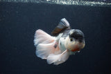 Thai Oranda  Panda 5.5 Inch (ID#1231To6c-102)