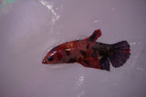 Nemo Koi Galaxy  Plakat Female Betta (ID#801-F620) Free2Day SHIPPING