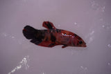 Nemo Koi Galaxy  Plakat Female Betta (ID#801-F620) Free2Day SHIPPING