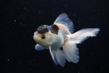 Juvenile Thai Oranda  Panda 3.5 Inch (ID#1220To12c-69) Free2Day SHIPPING