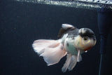 Thai Oranda  Panda 5.5 Inch (ID#1231To6c-102)