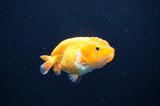 Baby Ranchu  Red White 3 Inch (ID#411R9c-27) Free2Day SHIPPING