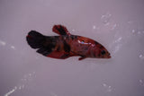 Nemo Koi Galaxy  Plakat Female Betta (ID#801-F620) Free2Day SHIPPING