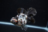 Butterfly  Calico 3.5 Inch (ID#307B8b-36) Free2Day SHIPPING