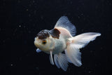 Juvenile Thai Oranda  Panda 3.5 Inch (ID#1220To12c-69) Free2Day SHIPPING