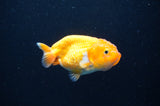Baby Ranchu  Red White 3 Inch (ID#411R9c-27) Free2Day SHIPPING