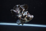 Butterfly  Calico 3.5 Inch (ID#307B8b-36) Free2Day SHIPPING