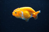 Baby Ranchu  Red White 3 Inch (ID#411R9c-27) Free2Day SHIPPING