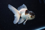 Juvenile Thai Oranda  Panda 3.5 Inch (ID#1220To12c-69) Free2Day SHIPPING