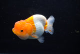 Juvenile Lionchu  Red White 3 Inch (ID#1206R11b-25) Free2Day SHIPPING