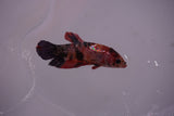 Nemo Koi Galaxy  Plakat Female Betta (ID#801-F620) Free2Day SHIPPING