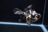 Butterfly  Calico 3.5 Inch (ID#307B8b-36) Free2Day SHIPPING