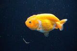 Baby Ranchu  Red White 3 Inch (ID#411R9c-27) Free2Day SHIPPING