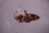 Candy Koi Galaxy  Plakat Female Betta (ID#801-F621) Free2Day SHIPPING