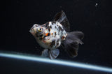 Butterfly  Calico 3.5 Inch (ID#307B8b-36) Free2Day SHIPPING