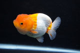 Juvenile Lionchu  Red White 3 Inch (ID#1206R11b-25) Free2Day SHIPPING