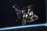 Butterfly  Calico 3.5 Inch (ID#307B8b-36) Free2Day SHIPPING
