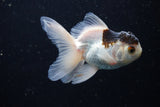 Juvenile Thai Oranda  Panda 3.5 Inch (ID#1220To12c-69) Free2Day SHIPPING