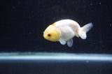 Baby Ranchu  White 2.5 Inch (ID#411R9c-28) Free2Day SHIPPING