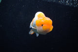 Juvenile Lionchu  Red White 3 Inch (ID#1206R11b-25) Free2Day SHIPPING