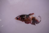 Candy Koi Galaxy  Plakat Female Betta (ID#801-F621) Free2Day SHIPPING