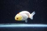 Baby Ranchu  White 2.5 Inch (ID#411R9c-28) Free2Day SHIPPING