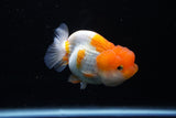 Juvenile Lionchu  Red White 3 Inch (ID#1206R11b-25) Free2Day SHIPPING