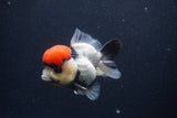 Short Body Thai Oranda  Tricolor 3.5 Inch (ID#1227T14b-92) Free2Day SHIPPING