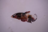 Candy Koi Galaxy  Plakat Female Betta (ID#801-F621) Free2Day SHIPPING