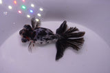 Butterfly  Calico 3.5 Inch (ID#307B8b-36) Free2Day SHIPPING